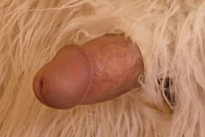 乌克兰美女性ⅩⅩ入精品